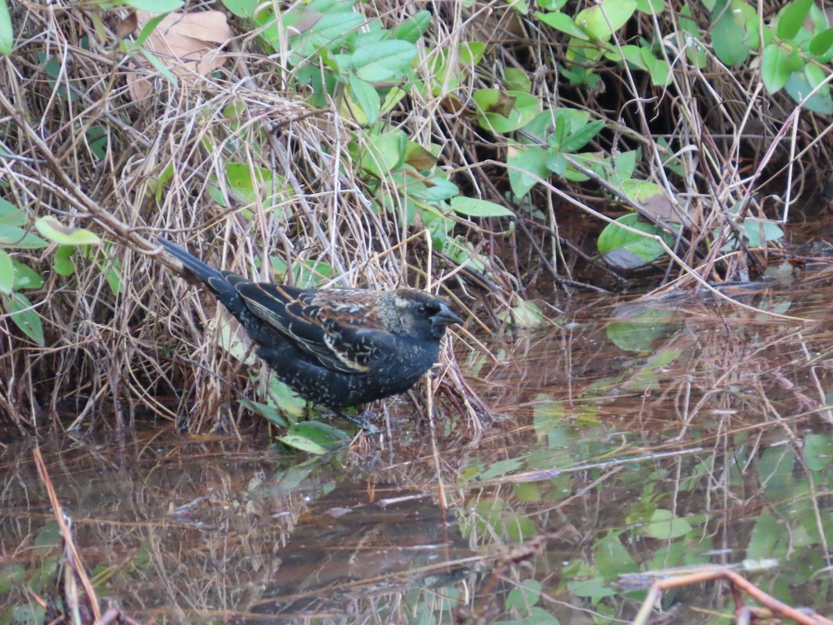 Red-winged Blackbird - ML647348733