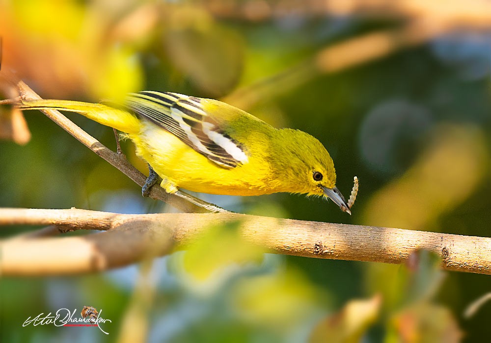 Common Iora - ML647348734