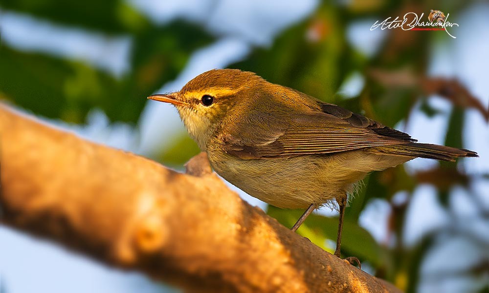 עלווית בלטית - ML647348745