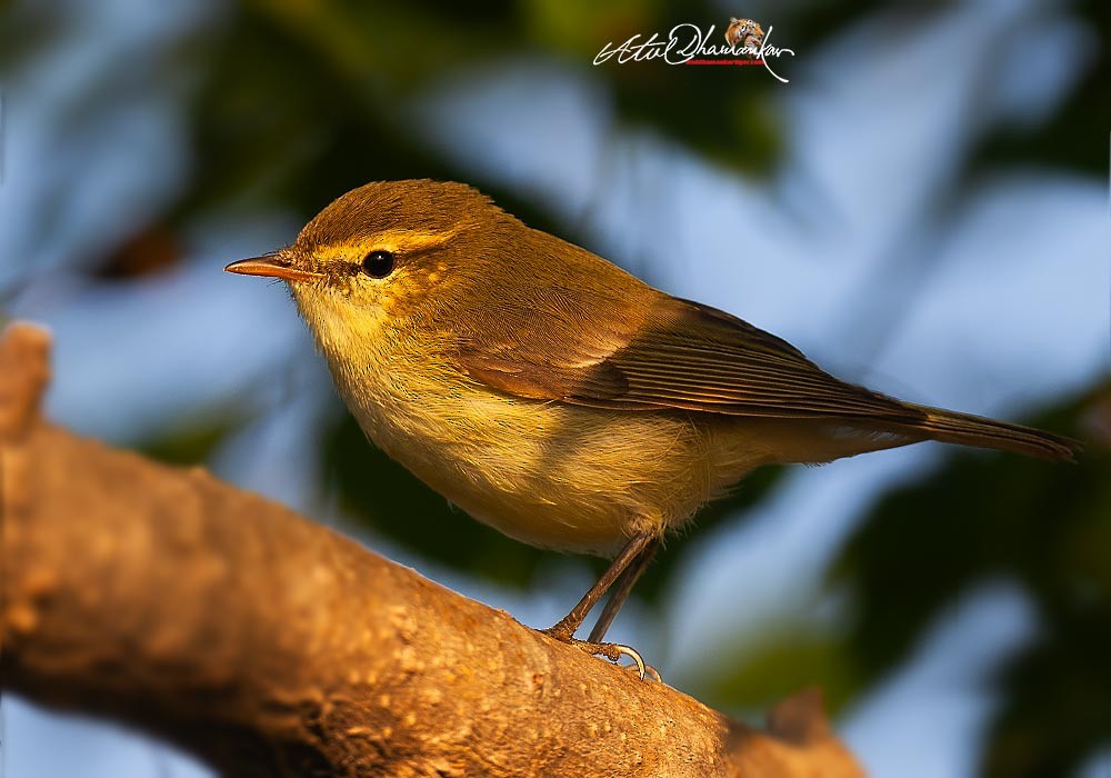 עלווית בלטית - ML647348746