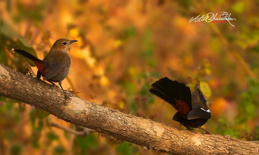 Indian Robin - ML647348758