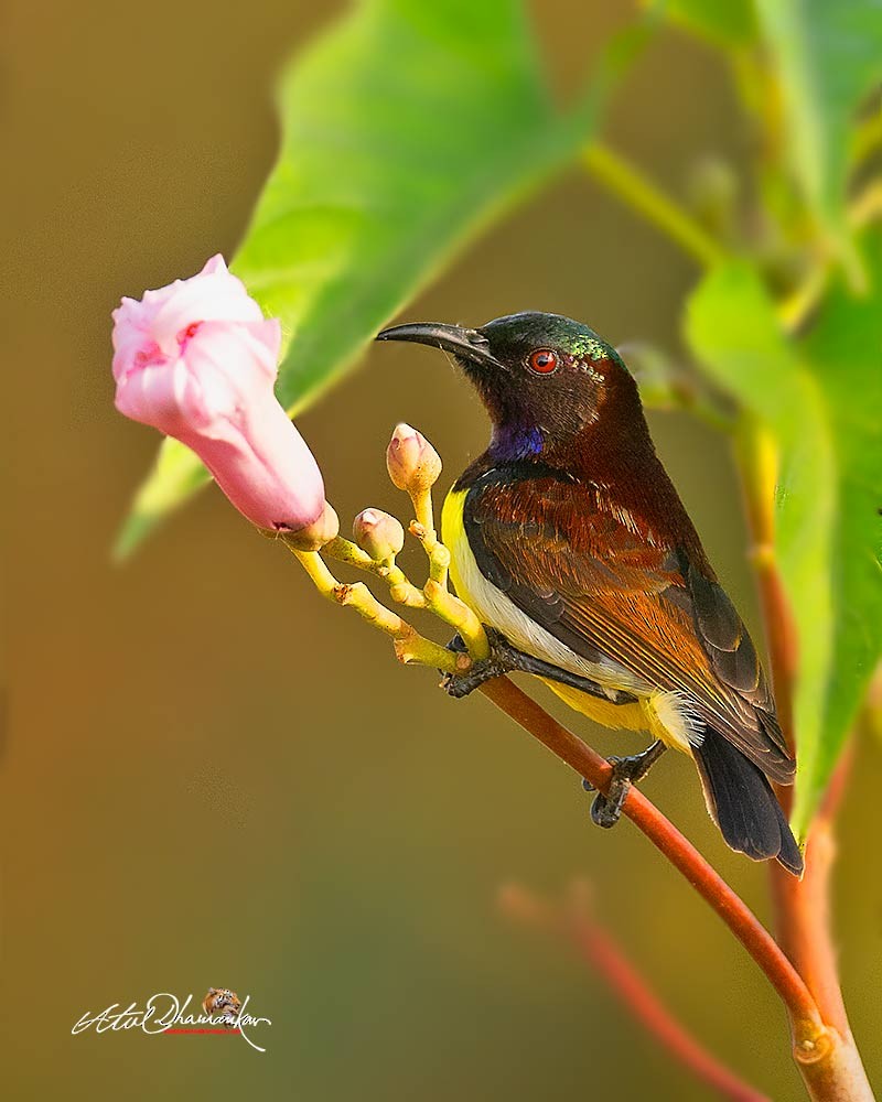 Purple-rumped Sunbird - ML647348774
