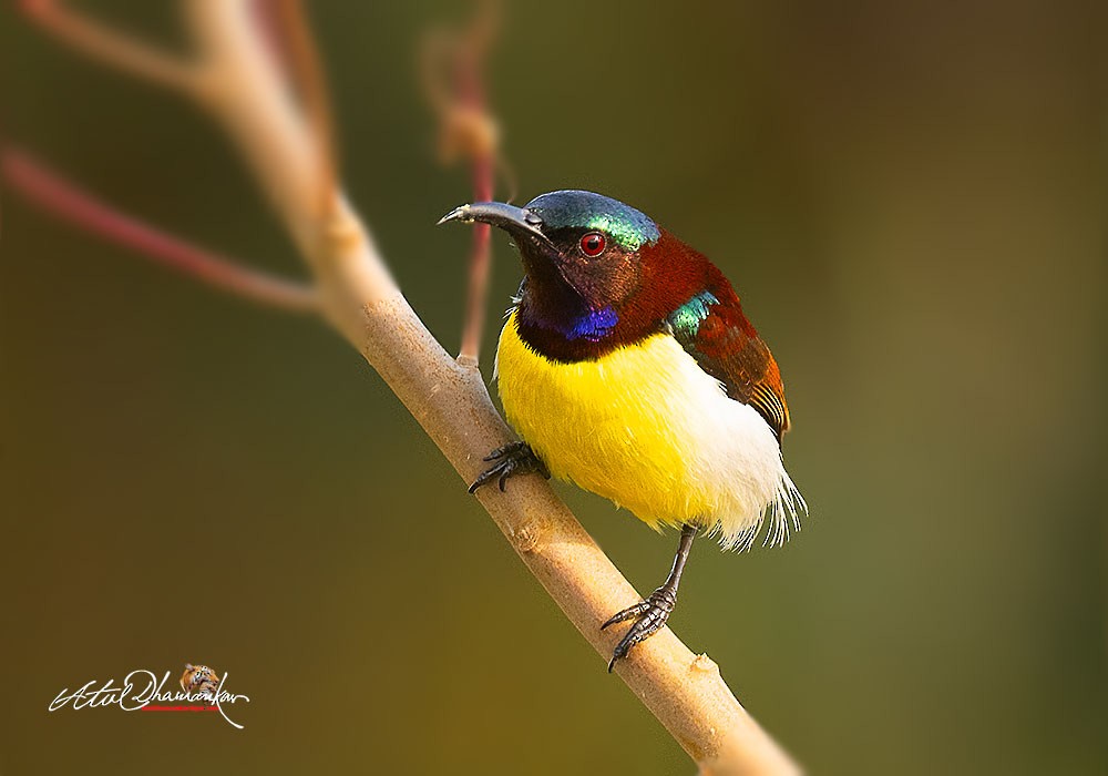 Purple-rumped Sunbird - ML647348775