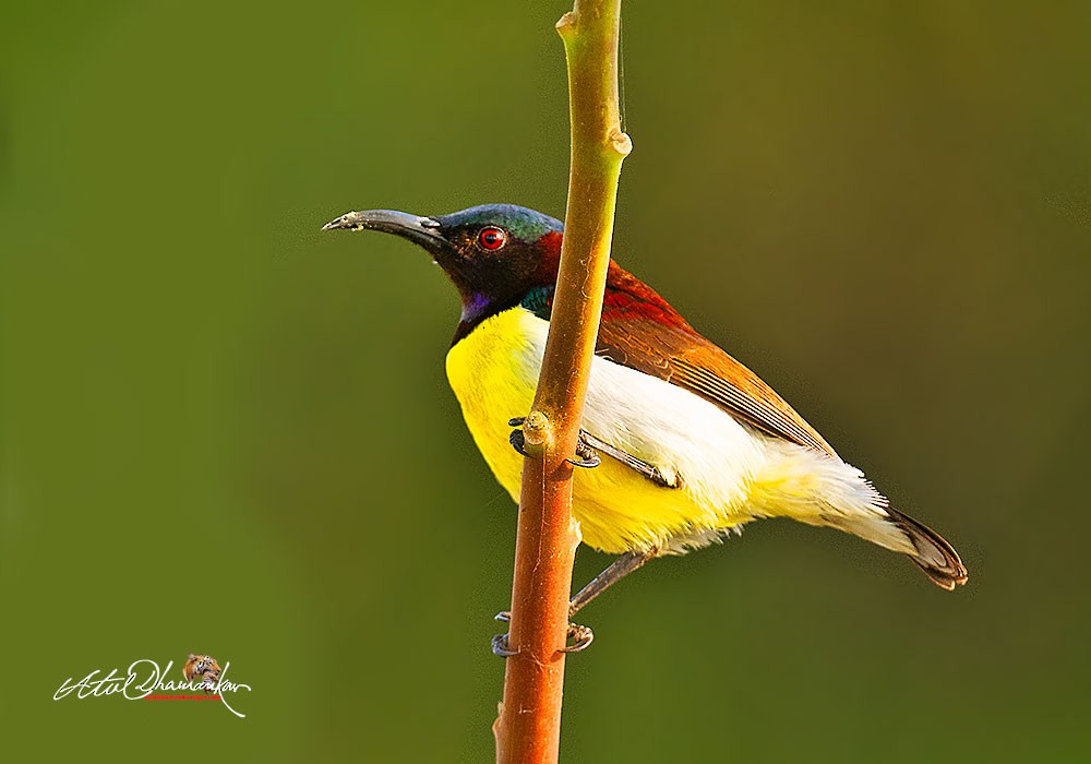 Purple-rumped Sunbird - ML647348776