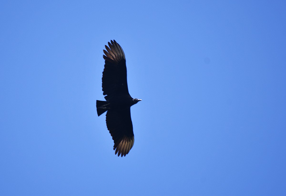 Black Vulture - ML647348778