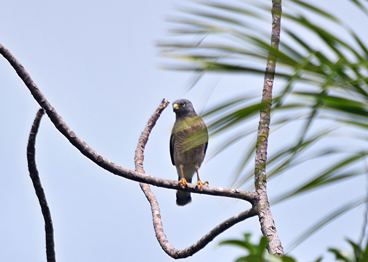 Roadside Hawk - ML647348782