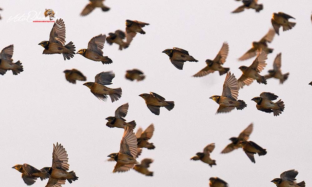 Black-breasted Weaver - ML647348783