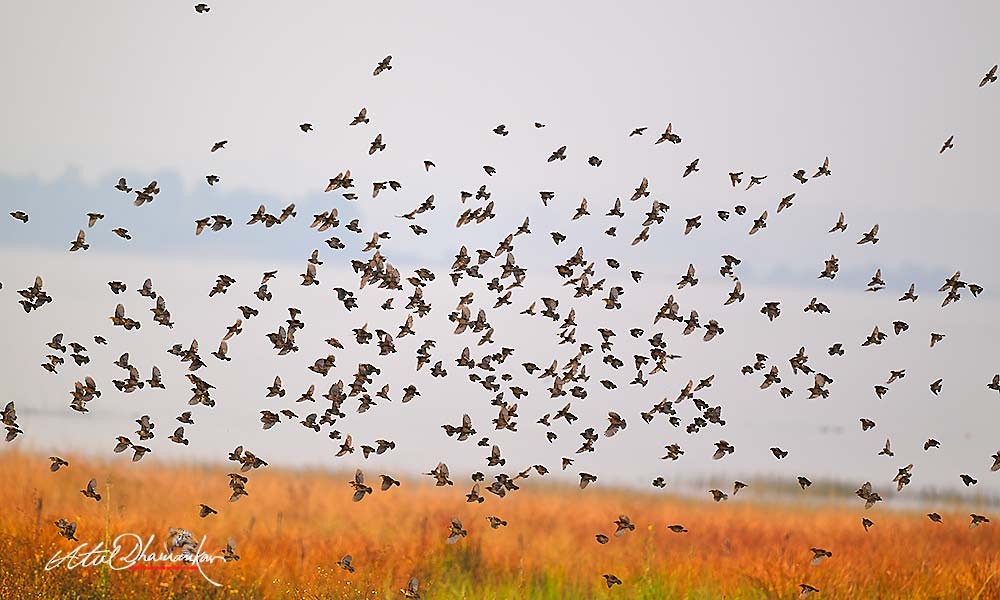 Black-breasted Weaver - ML647348784