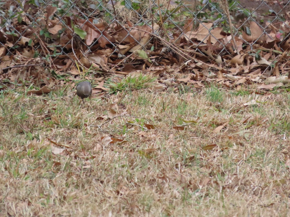 Brown-headed Cowbird - ML647348791