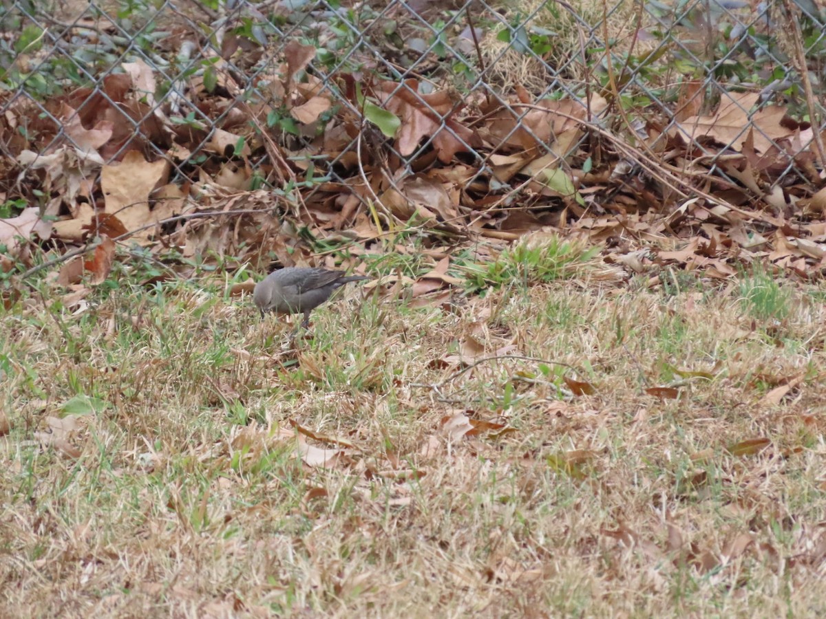 Brown-headed Cowbird - ML647348792