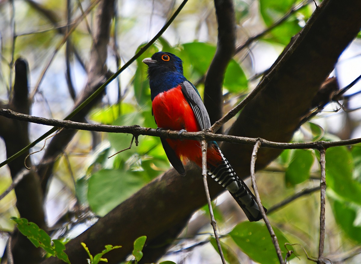 Blue-crowned Trogon - ML647348795
