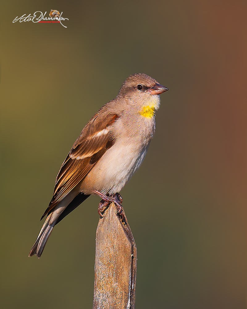 דרורית צהובת-גרון - ML647348800