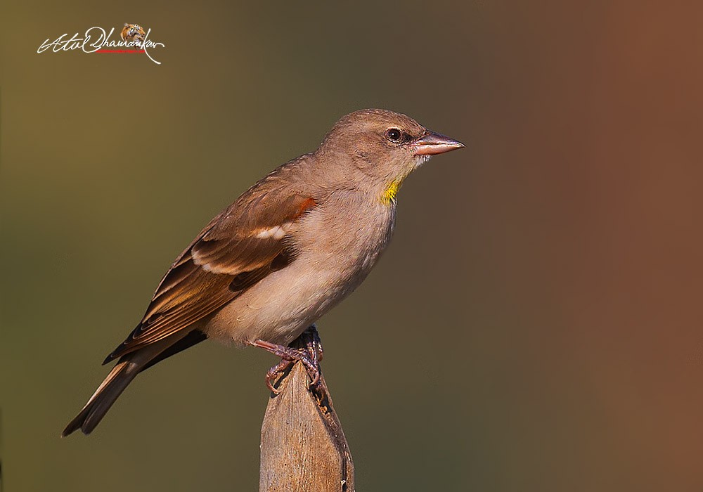 דרורית צהובת-גרון - ML647348801