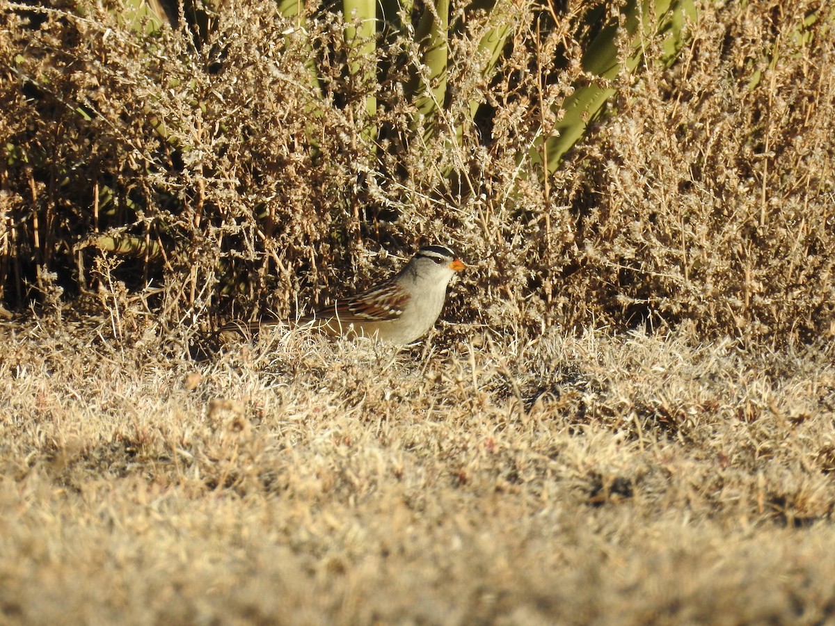 Porsuk Serçesi - ML647348803