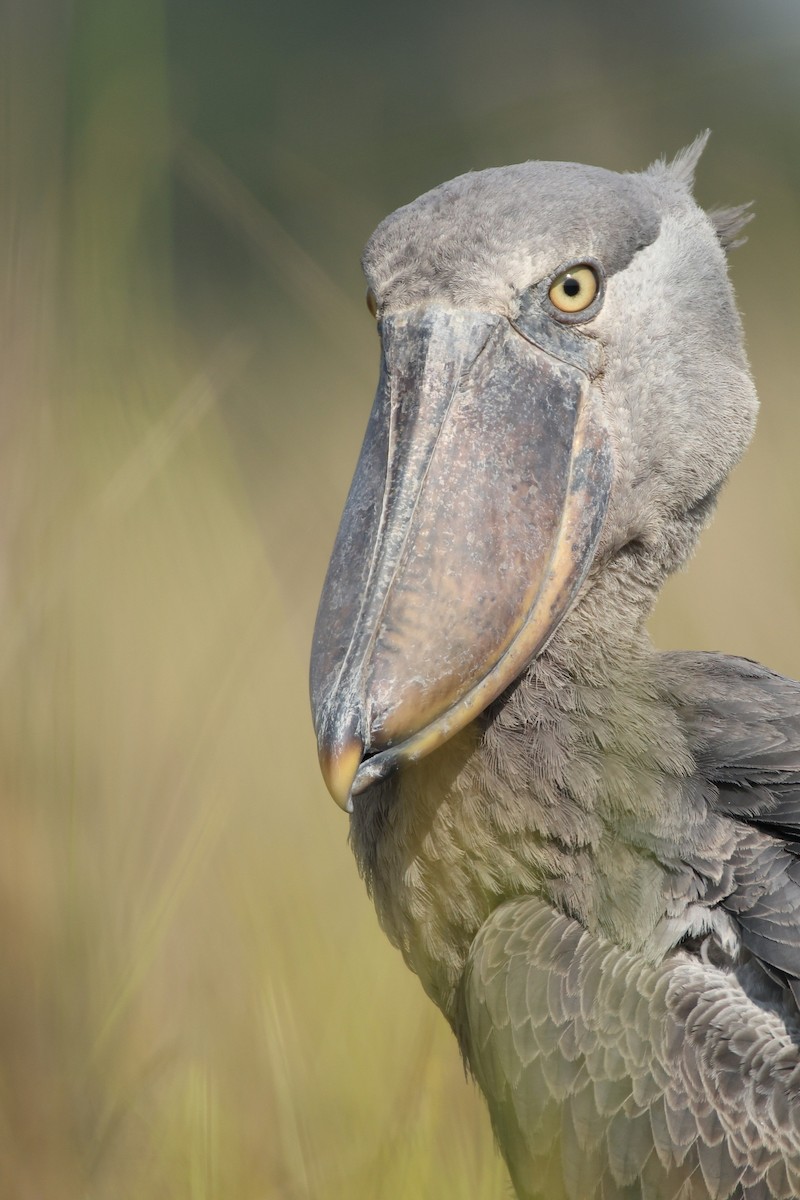 Китоголов - ML647348807