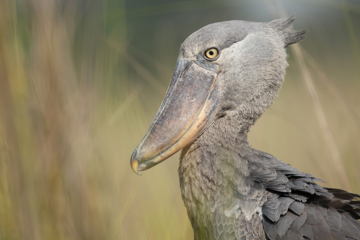 Китоголов - ML647348808