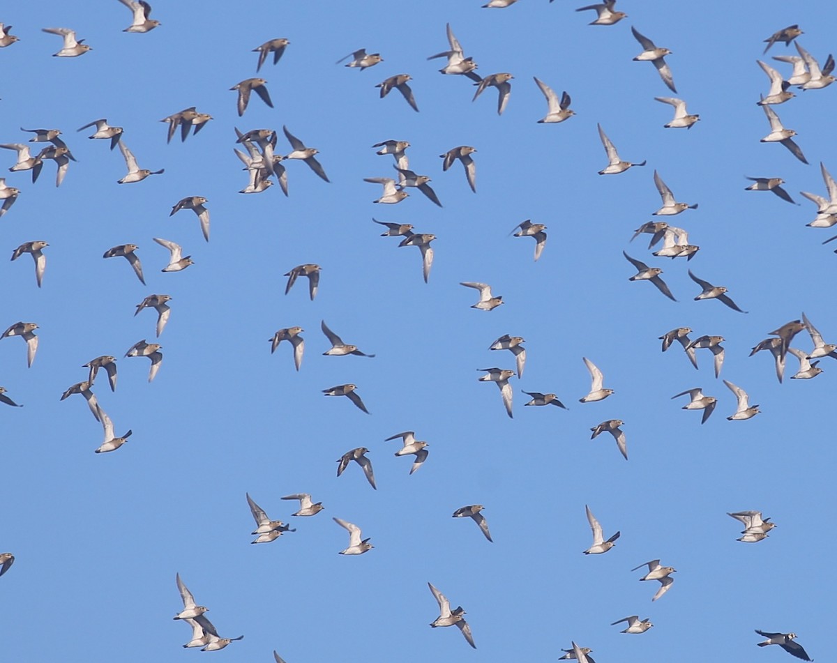 Сивка звичайна - ML647348809