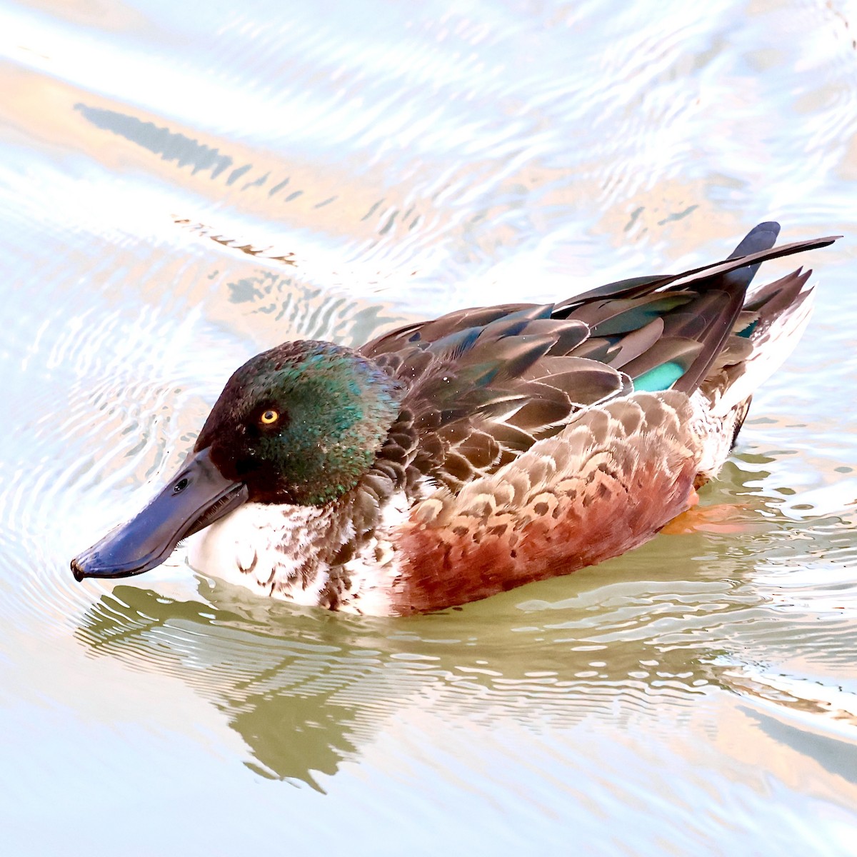 琵嘴鴨 - ML647348813