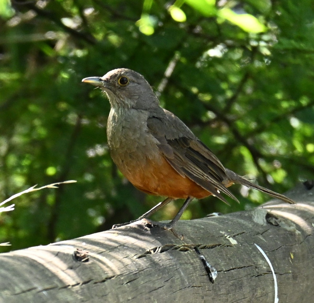 Rufous-bellied Thrush - ML647348822