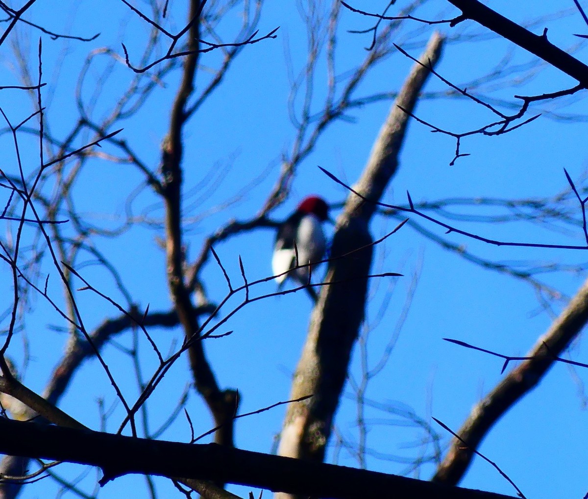 ズアカキツツキ - ML647348824