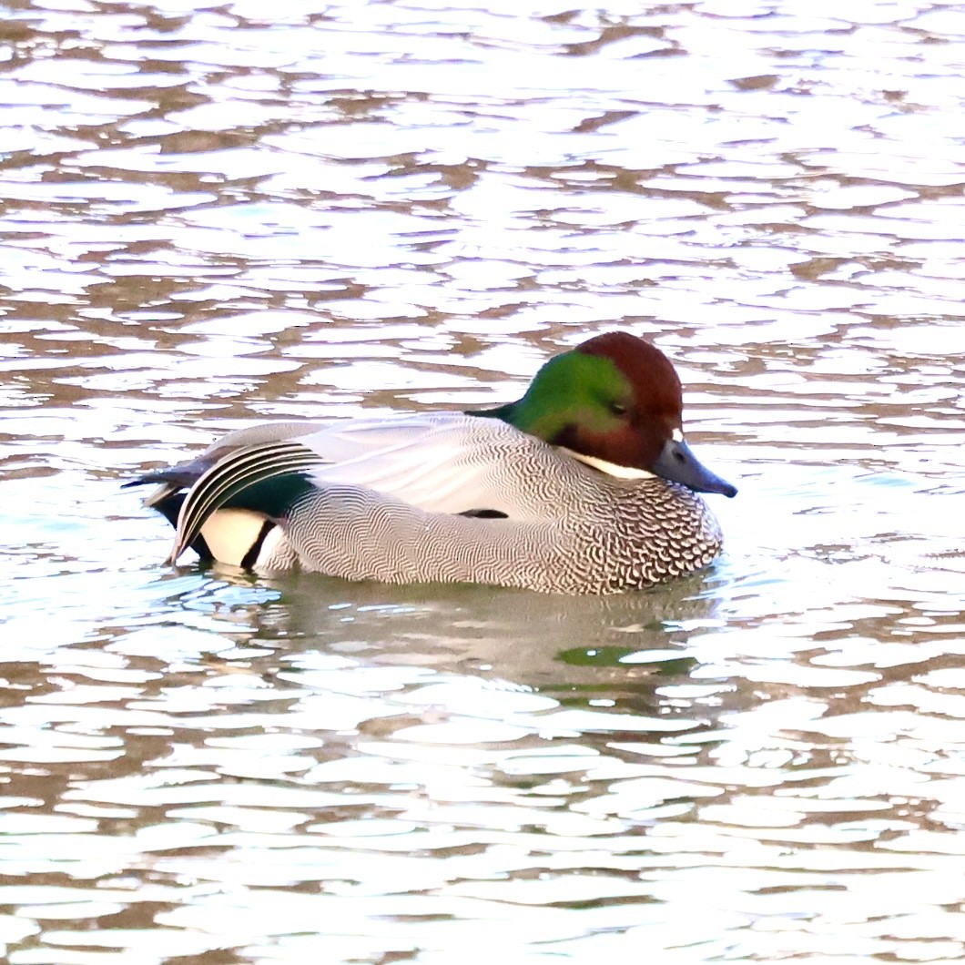 羅文鴨 - ML647348830