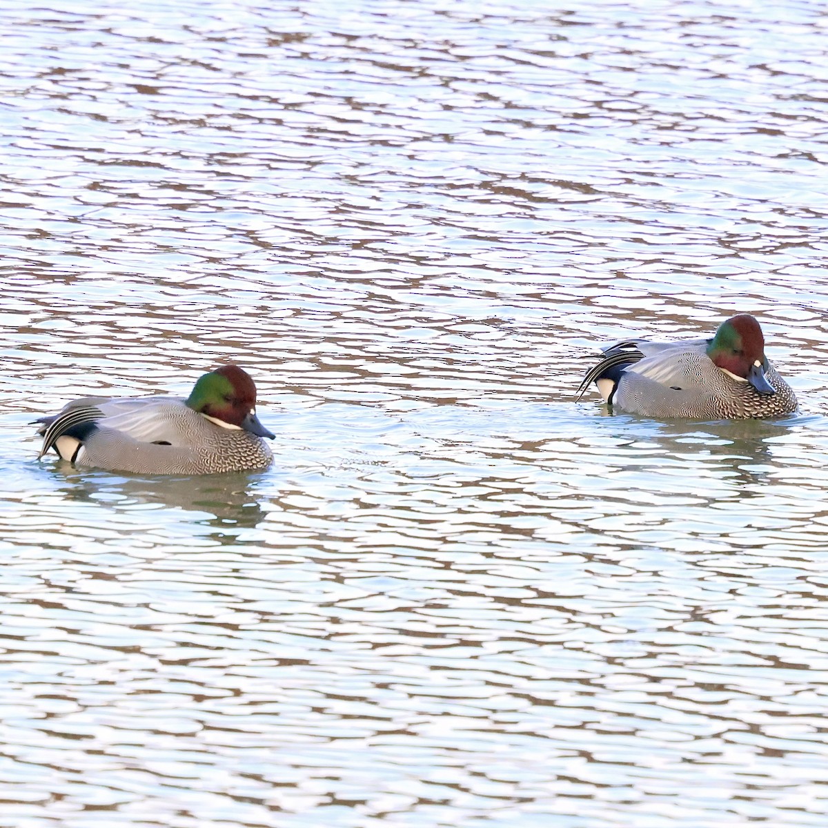 羅文鴨 - ML647348831