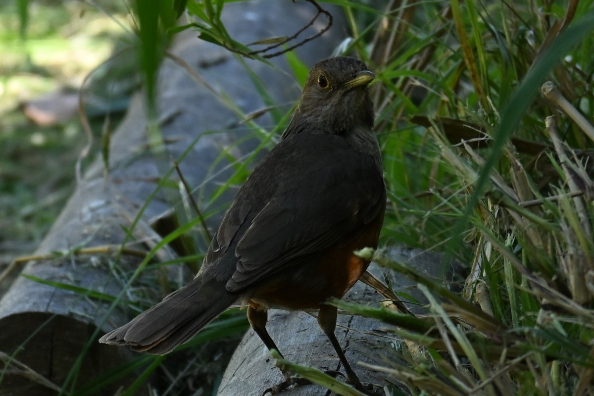 Rufous-bellied Thrush - ML647348833