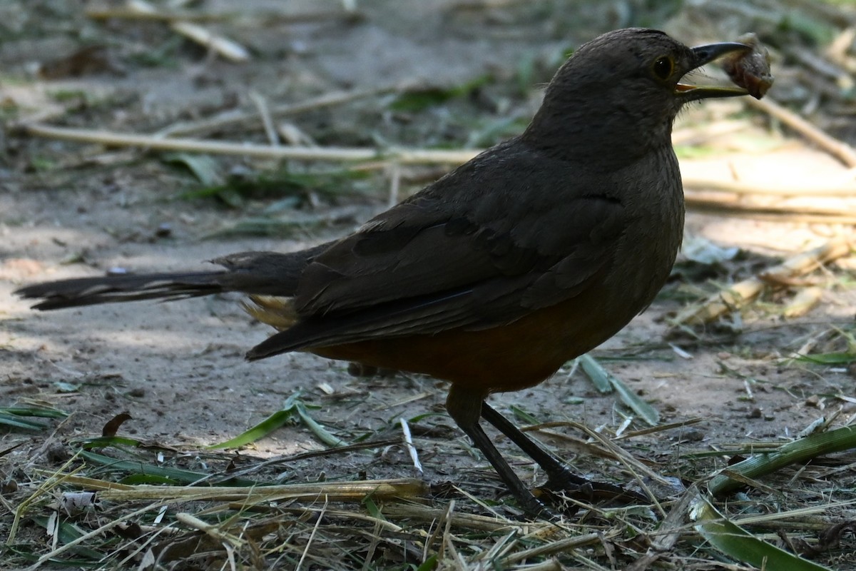 Rufous-bellied Thrush - ML647348835