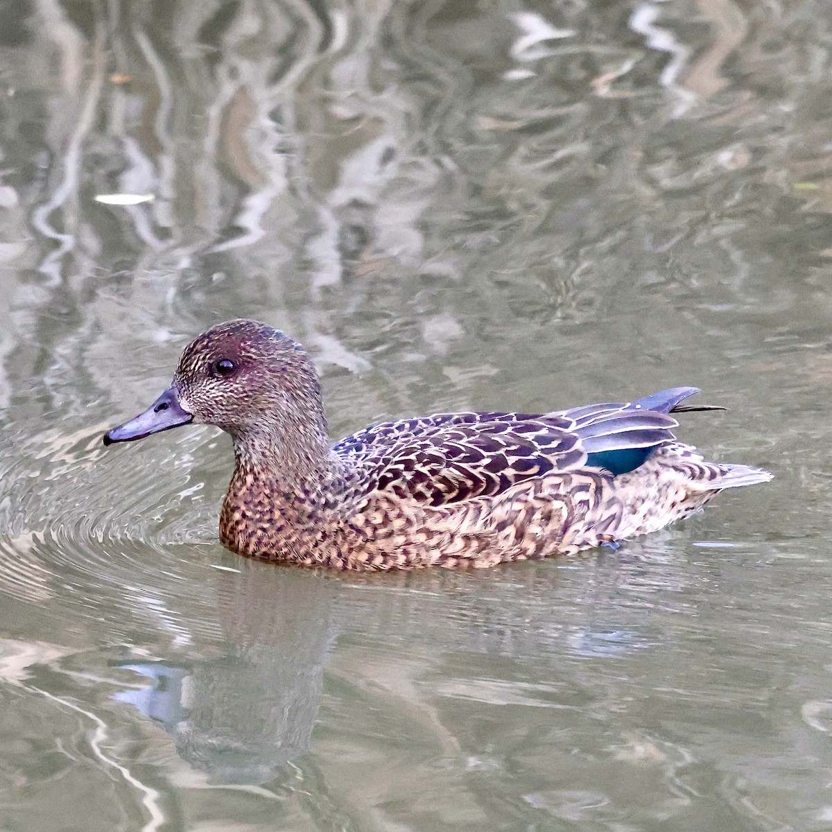 小水鴨 - ML647348839