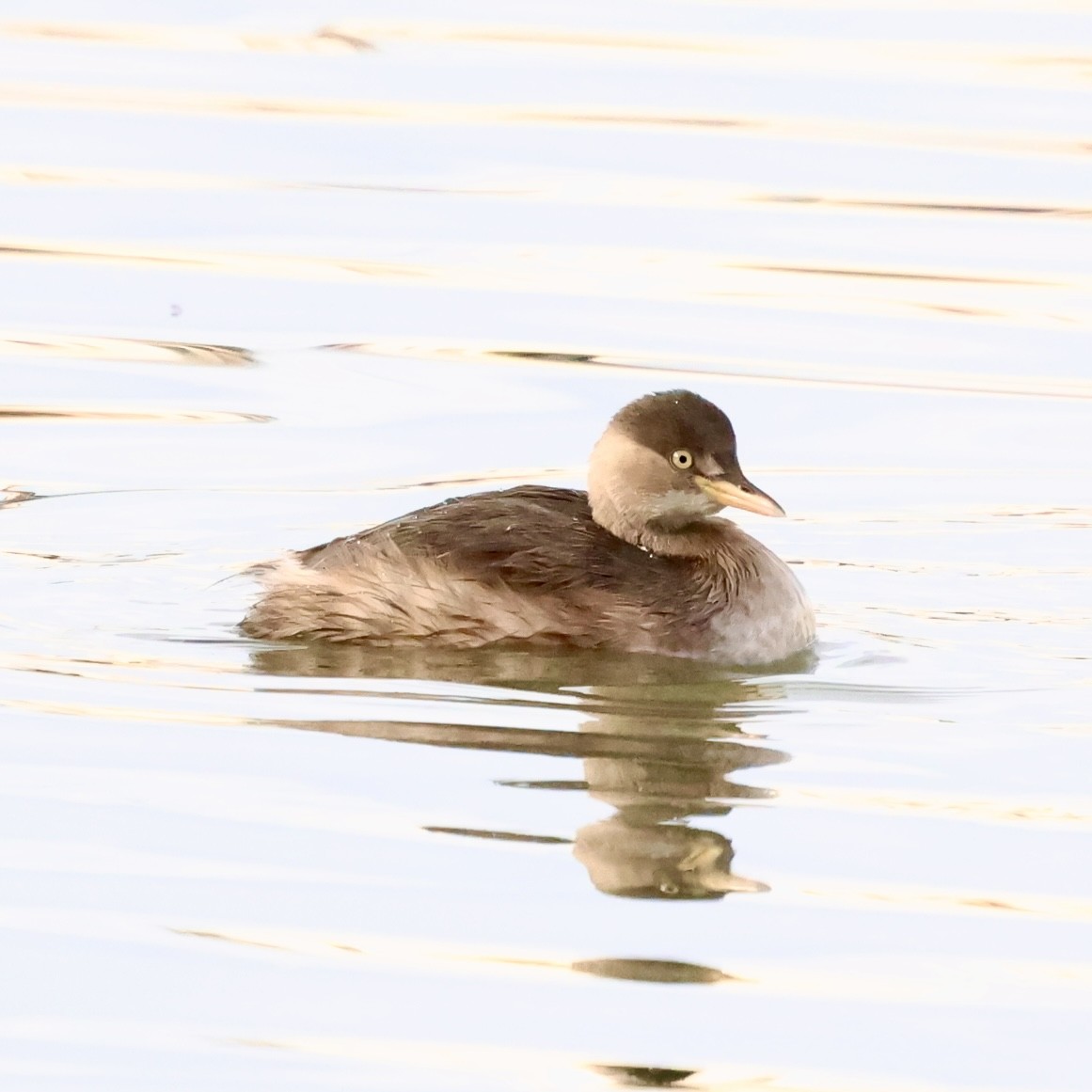 小鸊鷉 - ML647348850