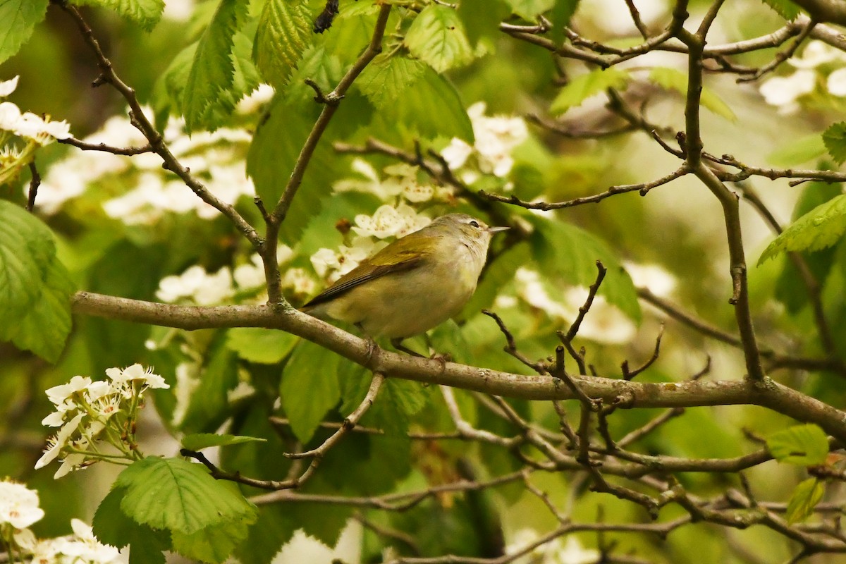 Червоїд світлобровий - ML647348852