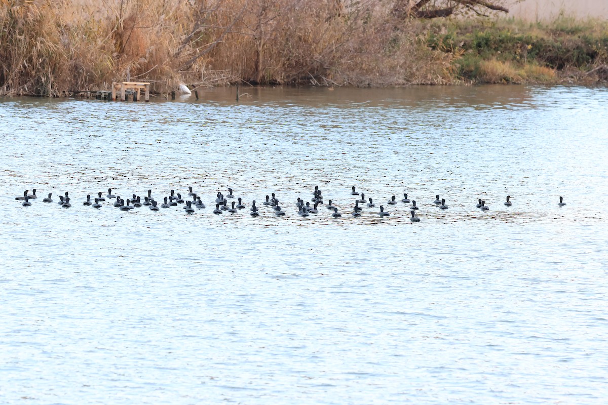 鸕鷀 - ML647348853