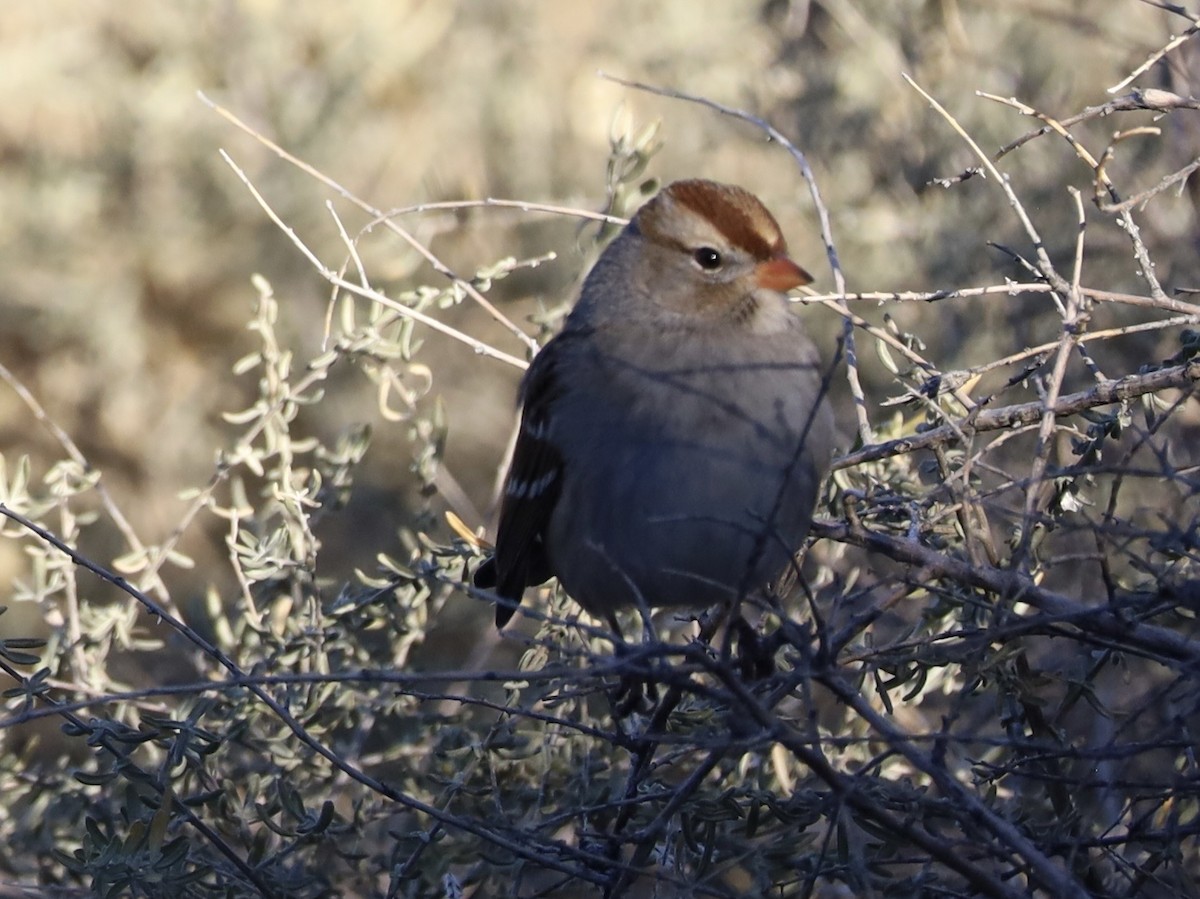 Porsuk Serçesi - ML647348854