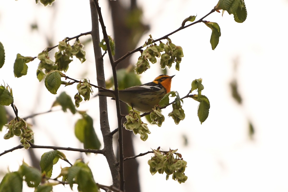 Blackburnian Warbler - ML647348856