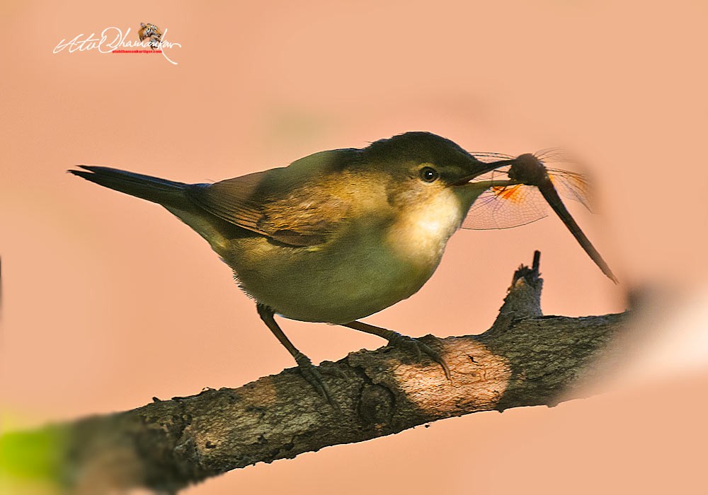עלווית חורף - ML647348857