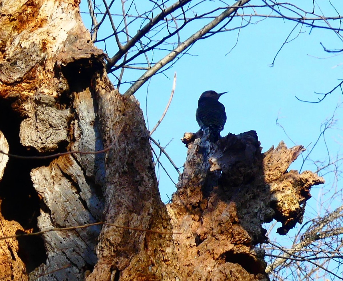 ハシボソキツツキ - ML647348858