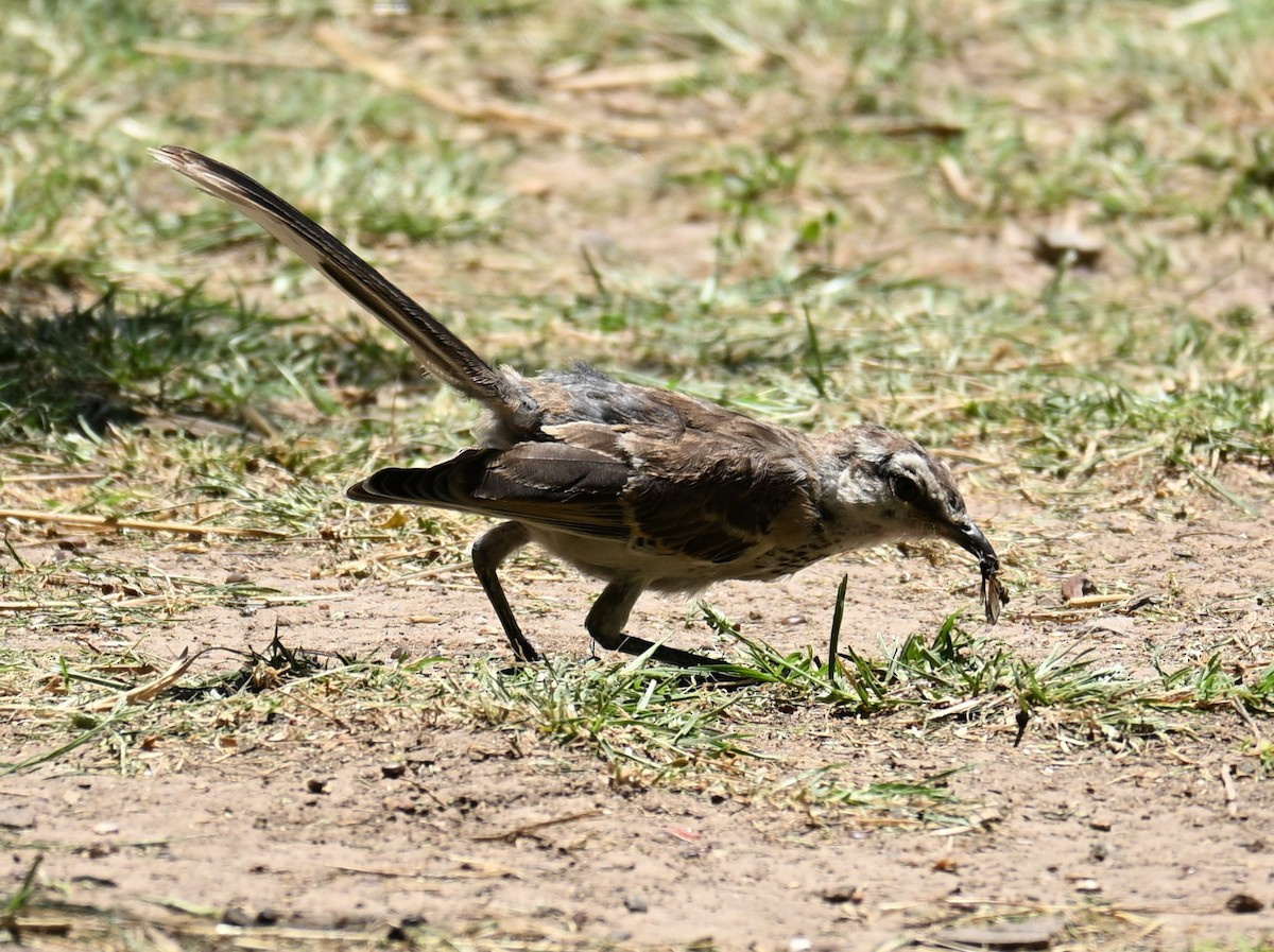 Chalk-browed Mockingbird - ML647348859