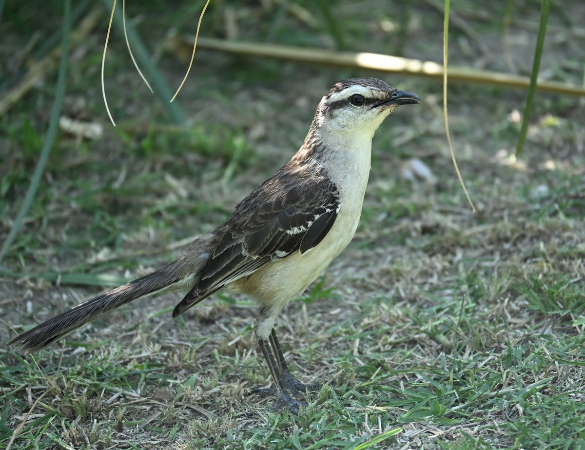 Chalk-browed Mockingbird - ML647348860