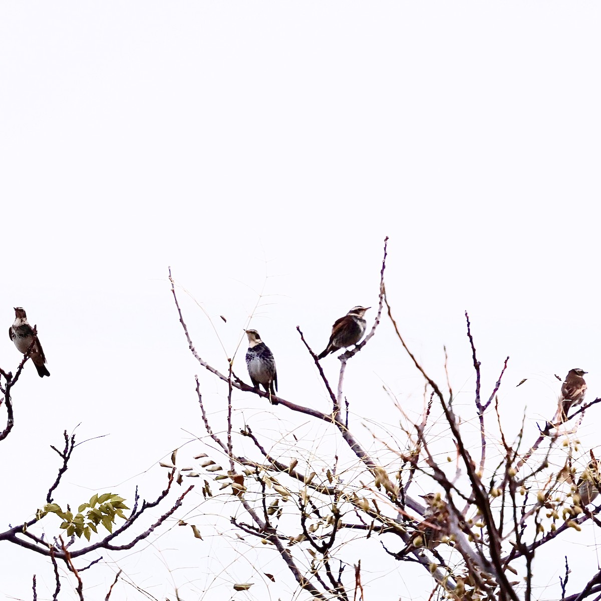 斑點鶇 - ML647348865