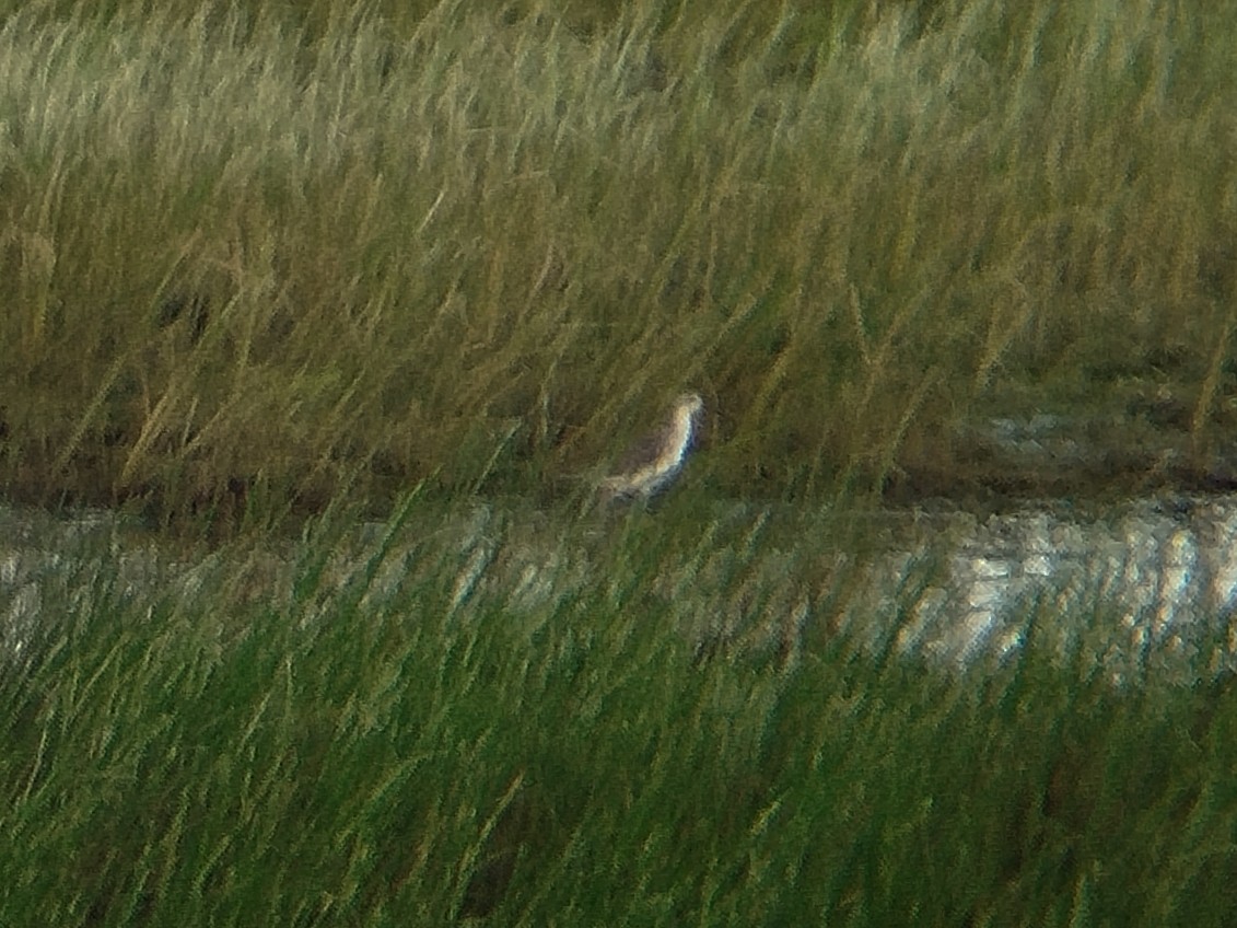 Marsh Sandpiper - ML647348866