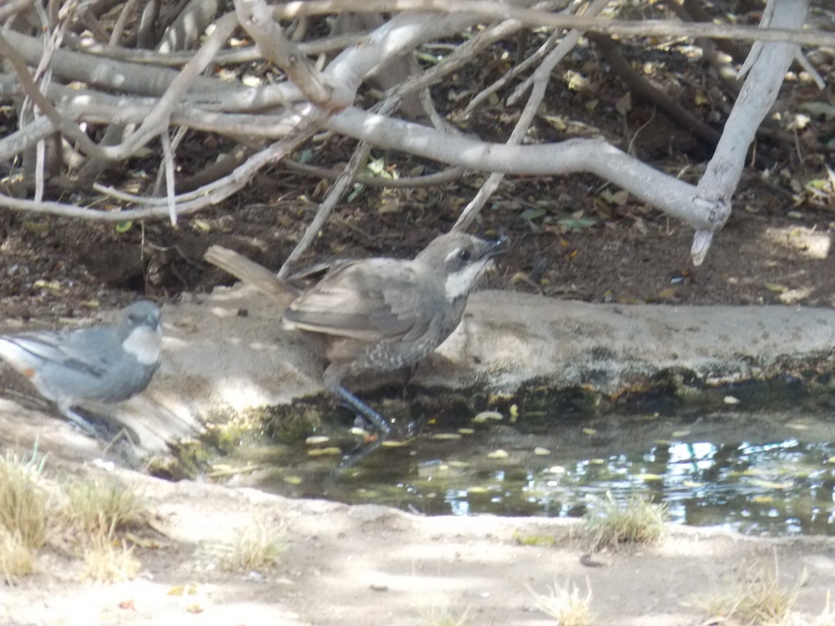 Diuca Finch - ML647348869