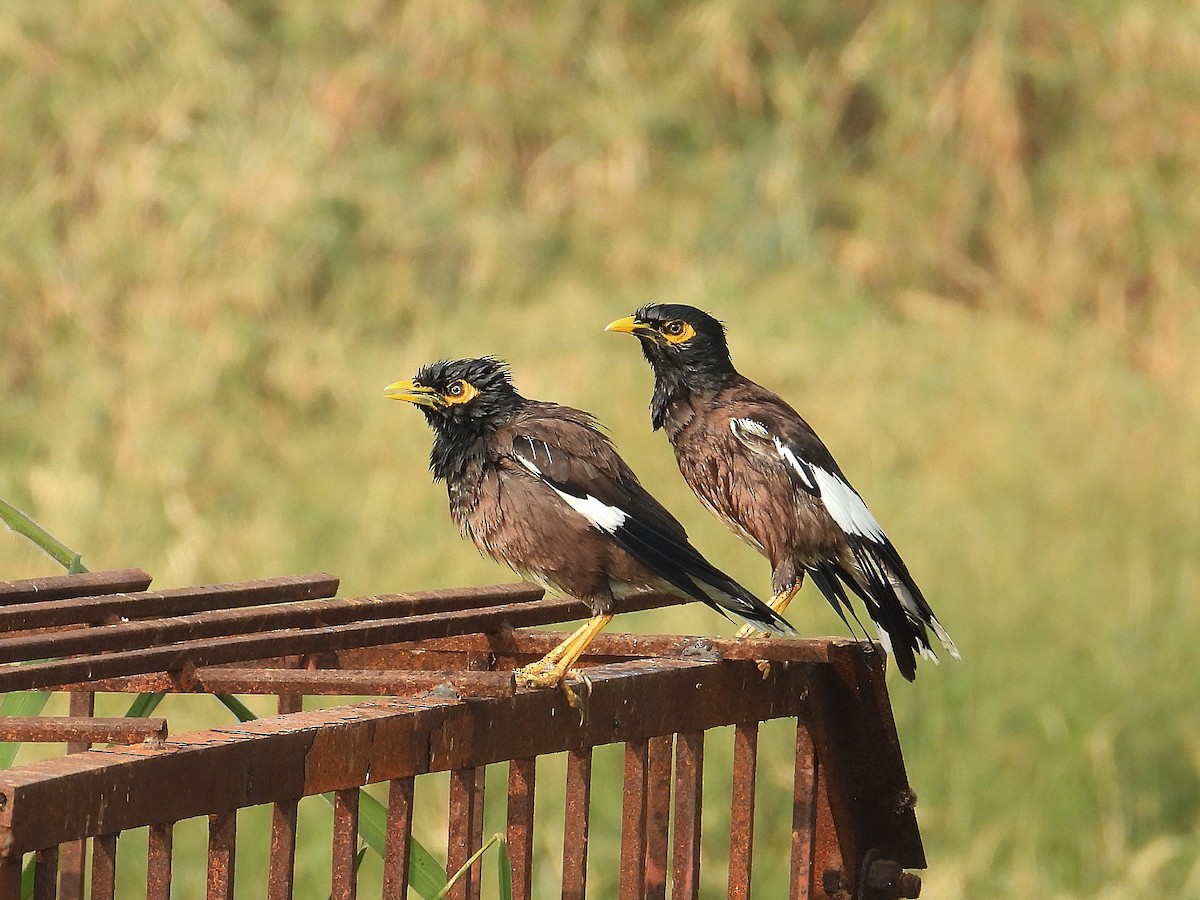 Common Myna - ML647348870