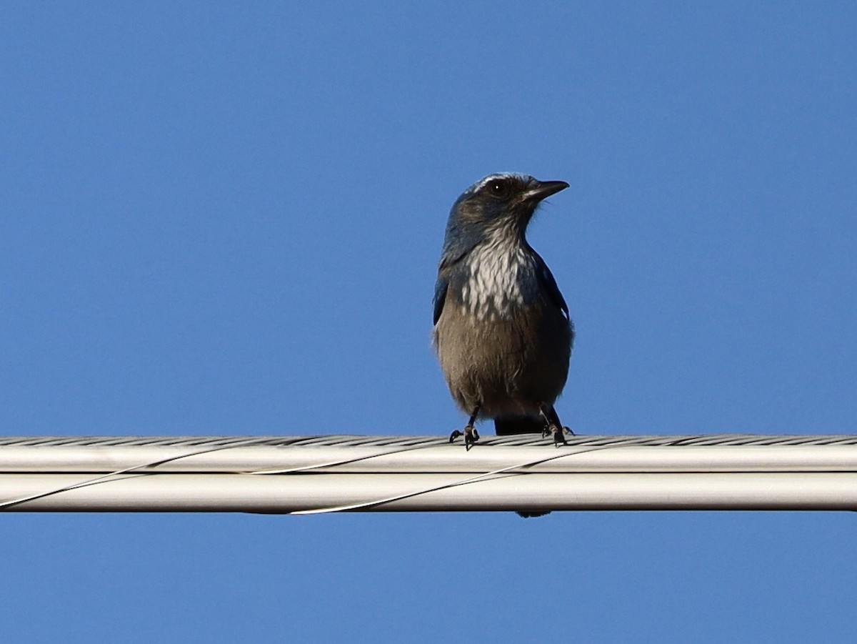 Woodhouse's Scrub-Jay - ML647348875