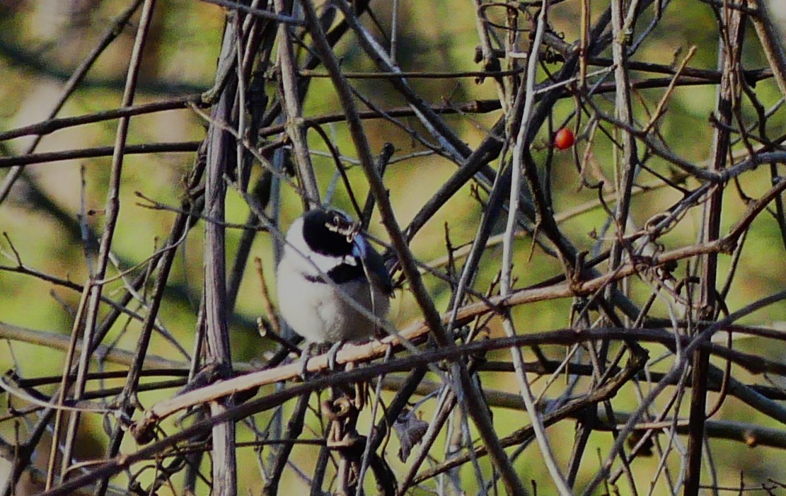 Carolina Chickadee - ML647348877