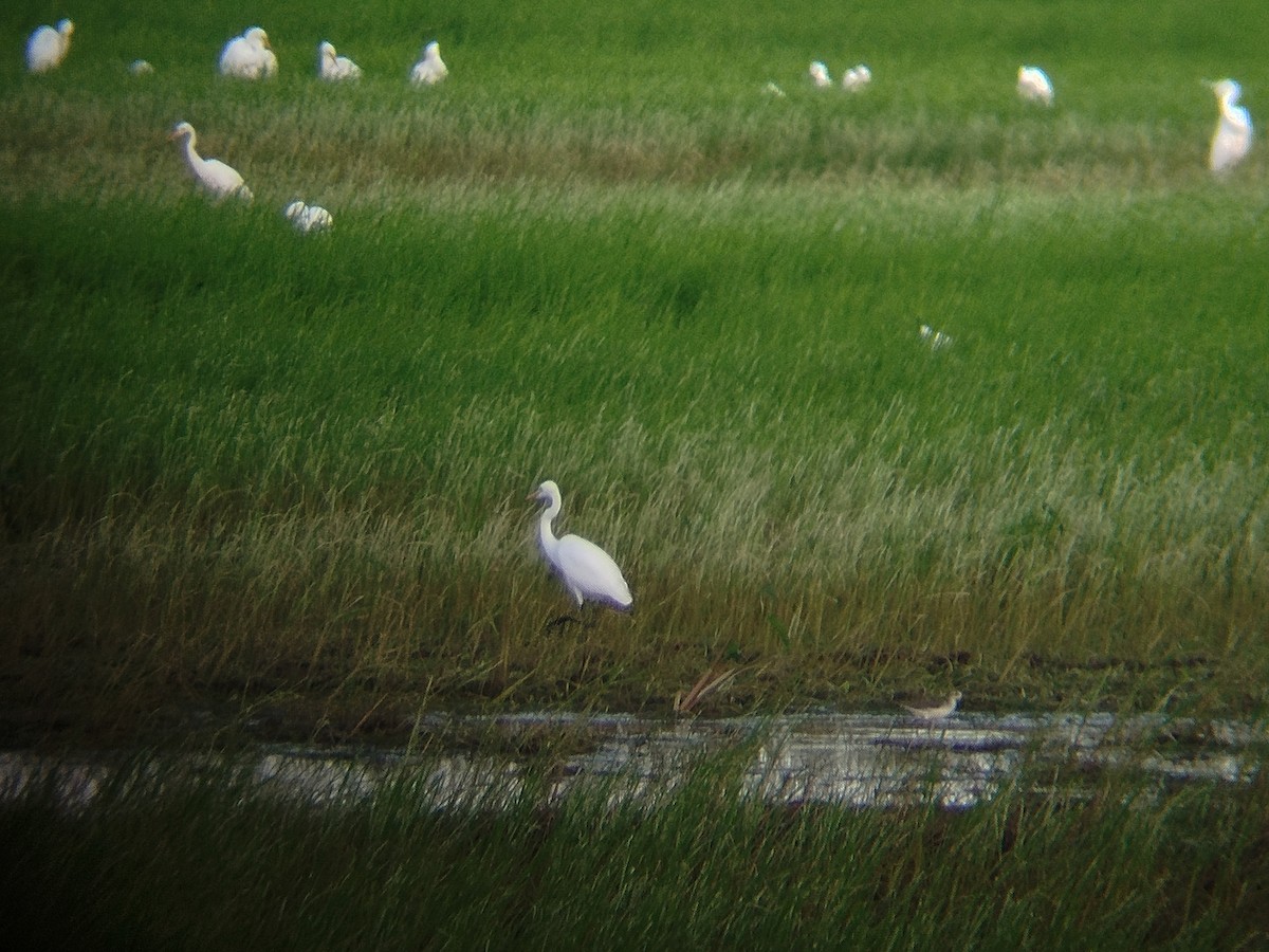 Medium Egret - ML647348878
