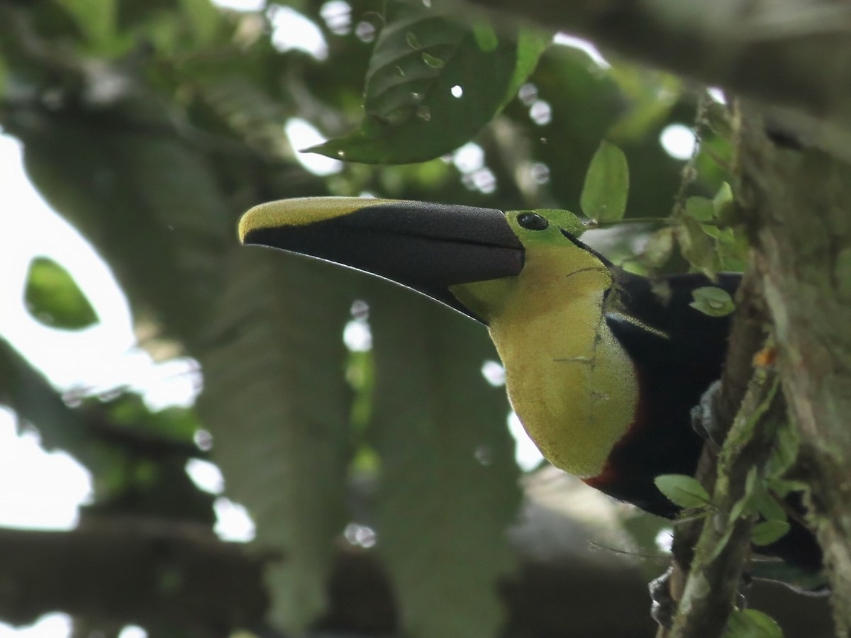 Choco Toucan - ML647348879