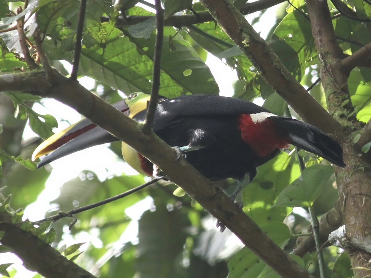 Choco Toucan - ML647348880