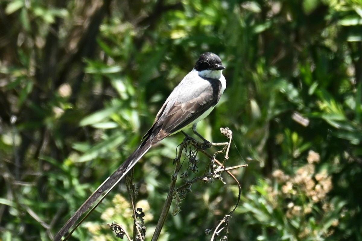 Fork-tailed Flycatcher - ML647348882