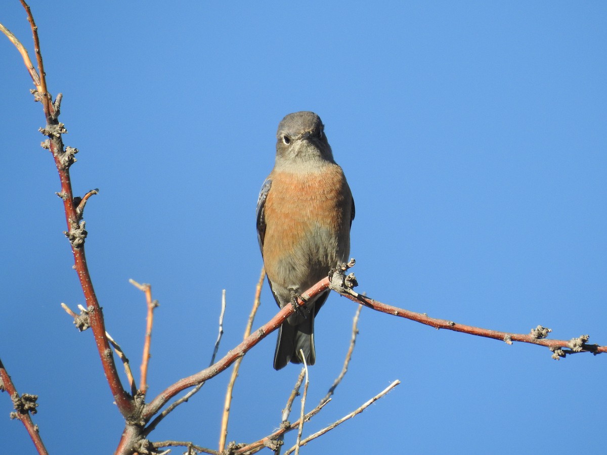 Western Bluebird - ML647348883