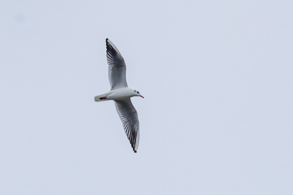 Black-headed Gull - ML647348884